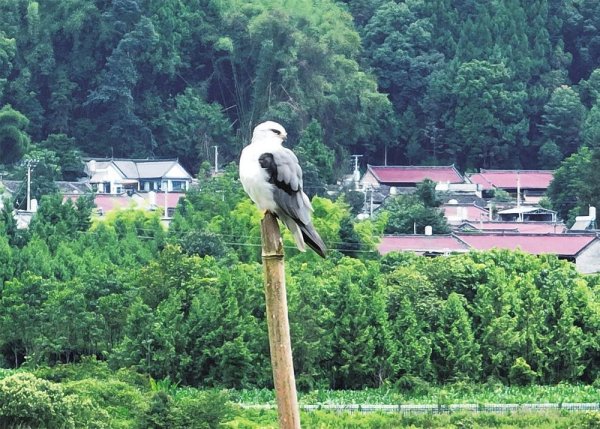 八戒策略 黑翅鸢卖萌